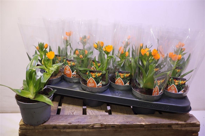 <h4>arr8 Ornit Dubium Orange</h4>