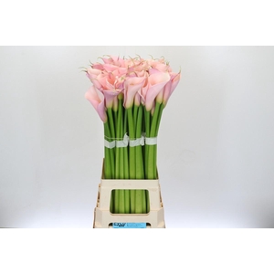 Zantedeschia Eydolls Pink