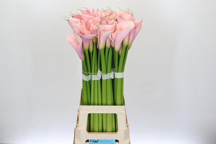 Zantedeschia Eydolls Pink