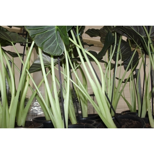 ALOCASIA REGAL SHIELDS P24