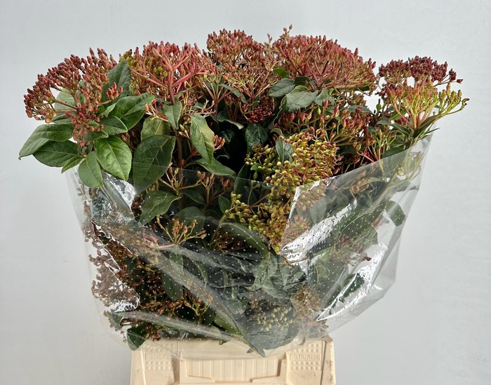 <h4>Viburnum Metalberry Red</h4>