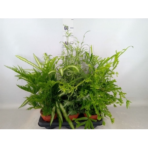 Pteris   ...mix