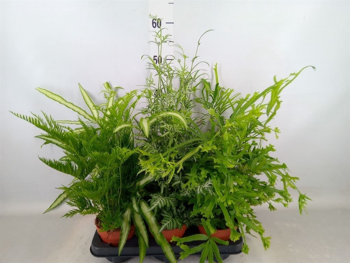 <h4>Pteris   ...mix</h4>