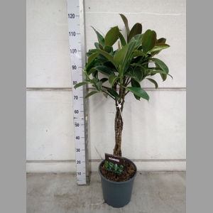 Ficus elastica 'Melany'