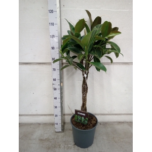 Ficus elastica 'Melany'