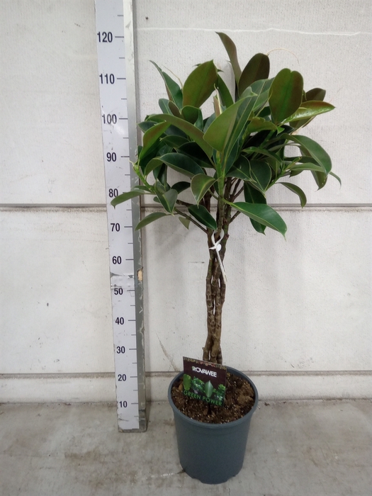 <h4>Ficus elastica 'Melany'</h4>