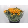 Calendula Double Yellow Extra