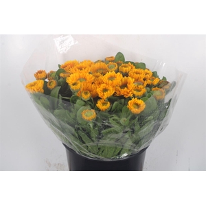 Calendula Double Yellow Extra