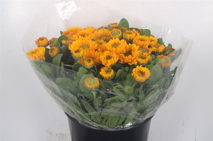 <h4>Calendula Double Yellow Extra</h4>