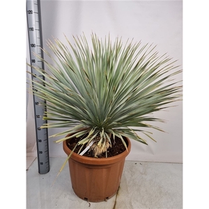 Yucca Rostrata