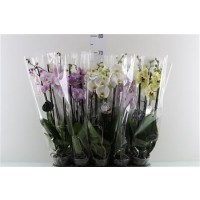 Phalaenopsis   ...mix  3