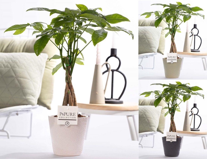 <h4>Pachira Aquatica in P&PURE ceramics Ruby ass.3</h4>