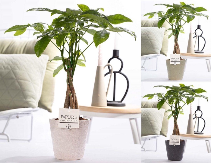 <h4>Pachira Aquatica in P&PURE ceramics Ruby ass.3</h4>