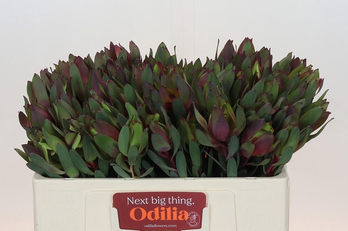 Leucadendron Senorita