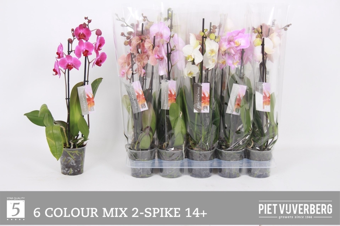 <h4>PHAL GEM 6 KL</h4>