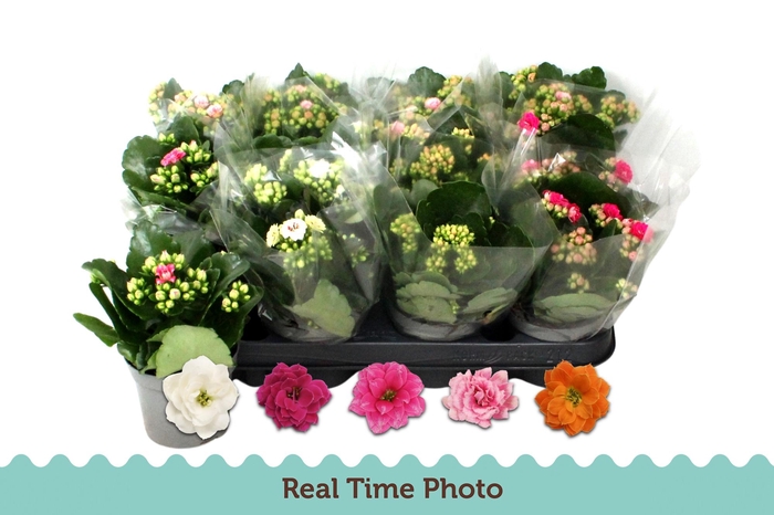 <h4>KAL GE GEM 5 KL</h4>