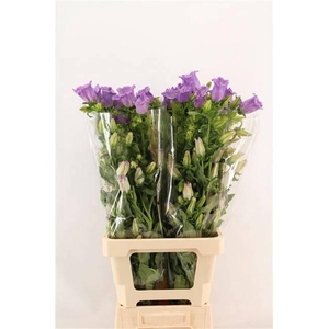 CAMP M CHAMPION LAVE