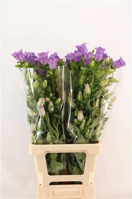 <h4>CAMP M CHAMPION LAVE</h4>