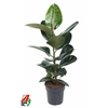 Ficus Elastica Robusta