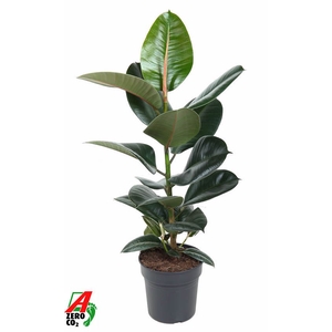 Ficus Elastica Robusta