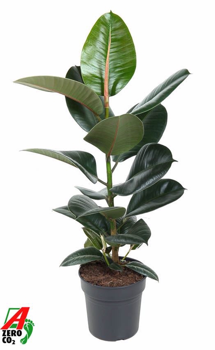 <h4>Ficus Elastica Robusta</h4>