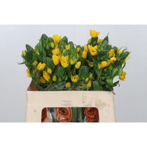 Ornithogalum Dubium Yellow Asa