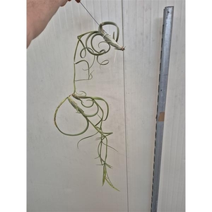 Tillandsia Intermedia (XXL Jumbo)