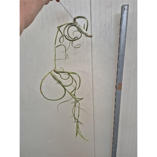 <h4>Tillandsia Intermedia (XXL Jumbo)</h4>