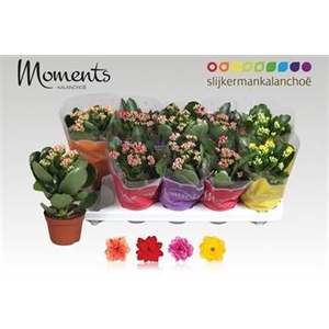 .Kalanchoe blossfeldiana gevuld gemengd 4 kleuren