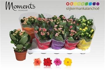 <h4>.Kalanchoe blossfeldiana gevuld gemengd 4 kleuren</h4>