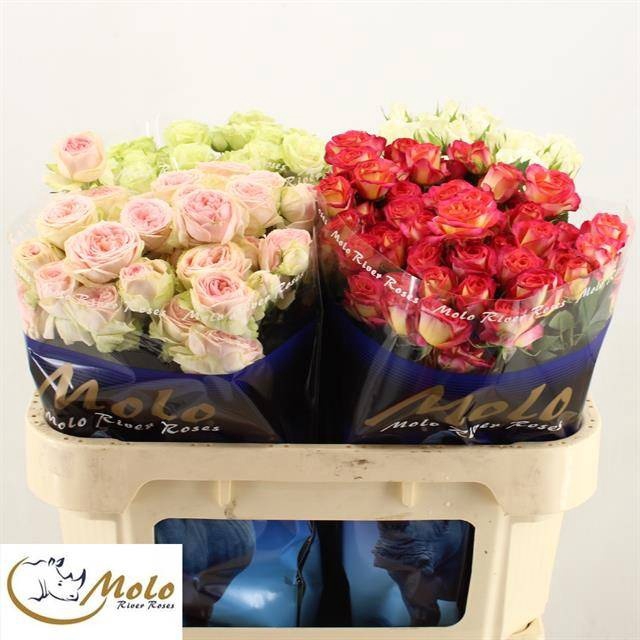 <h4>R Tr Mix In Bucket X50 Molo</h4>