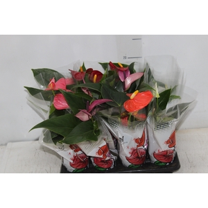 ANTHURIUM VARIADO P06