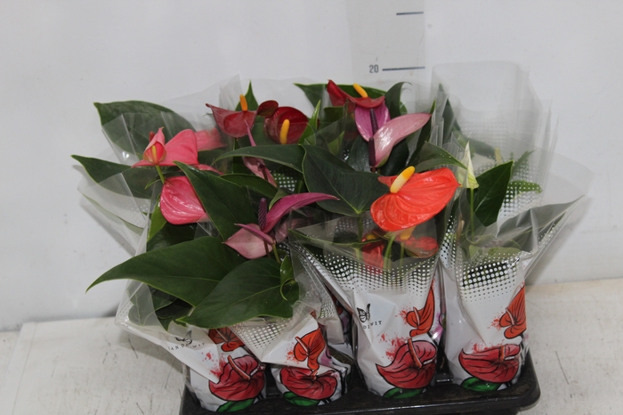 <h4>ANTHURIUM VARIADO P06</h4>