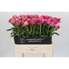 Paeonia Glory Hallelujah