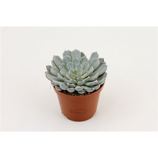 <h4>Echeveria Derenbergii</h4>