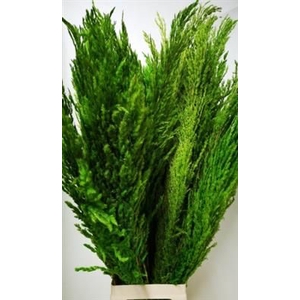 CORTADERIA GROEN X8 P.BS