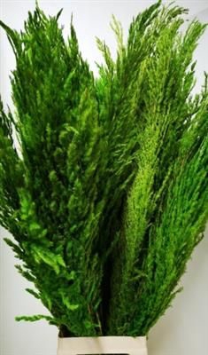 <h4>CORTADERIA GROEN X8 P.BS</h4>