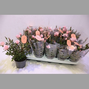 Ro Rosaroma Pink