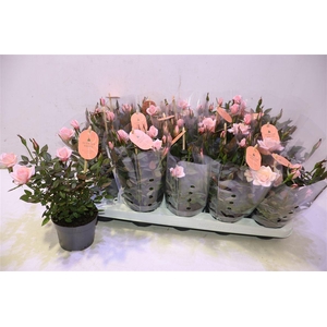 Ro Rosaroma Pink
