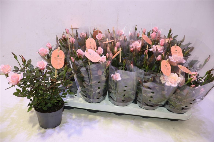 <h4>Ro Rosaroma Pink</h4>