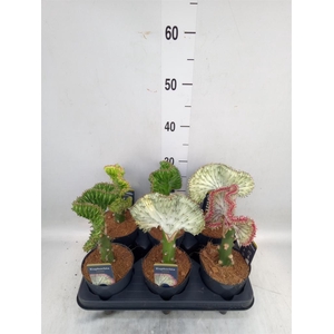 Euphorbia lactea 'Cristata'