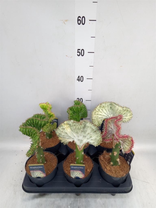 <h4>Euphorbia lactea 'Cristata'</h4>