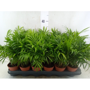 Chamaedorea elegans