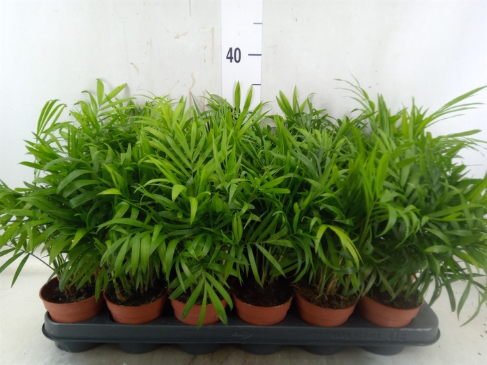 <h4>Chamaedorea elegans</h4>