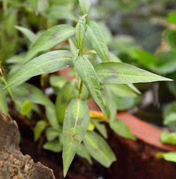 <h4>Persicaria affinis</h4>