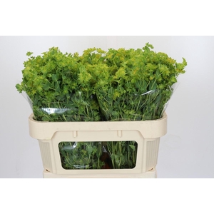 Bupleurum Griffithii