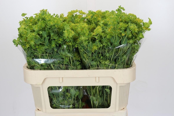 <h4>Bupleurum Griffithii</h4>