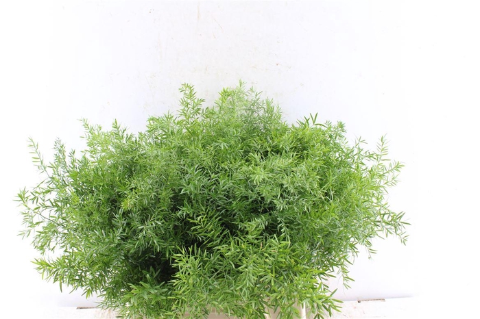 <h4>Asp Dens Cwebe</h4>