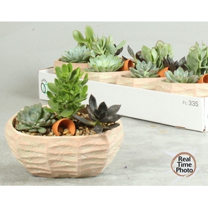 ARR SUCCULENTEN