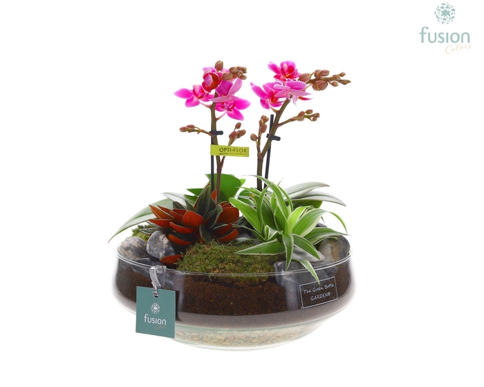 <h4>Green Bottle Iris Large met Phalaenopsis arrangement</h4>